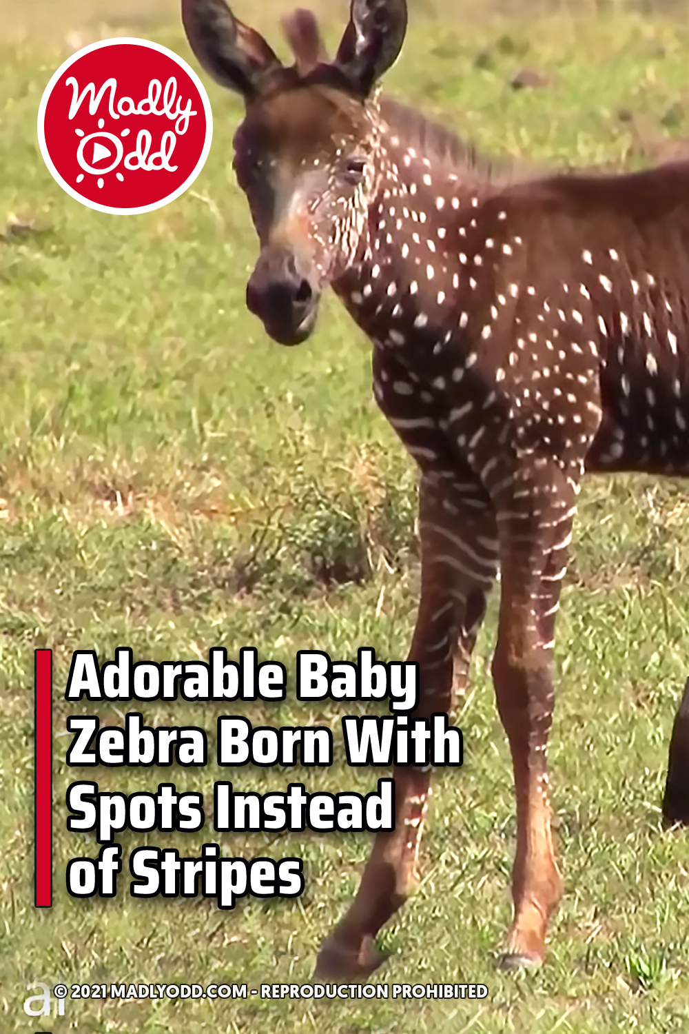 Adorable Baby Zebra Born With Spots Instead of Stripes