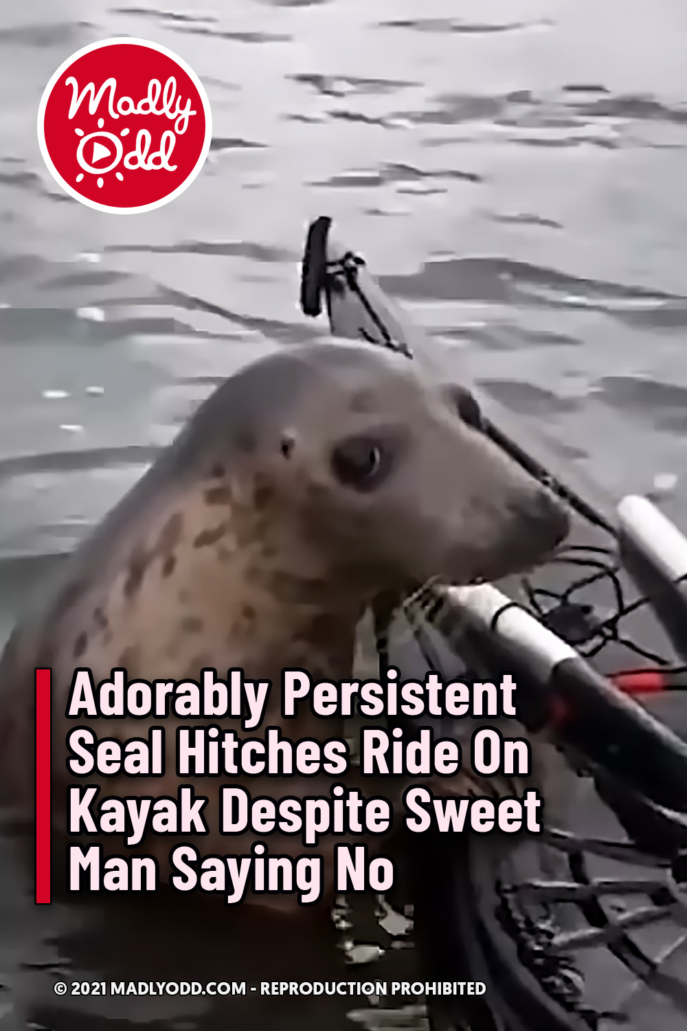 Adorably Persistent Seal Hitches Ride On Kayak Despite Sweet Man Saying No