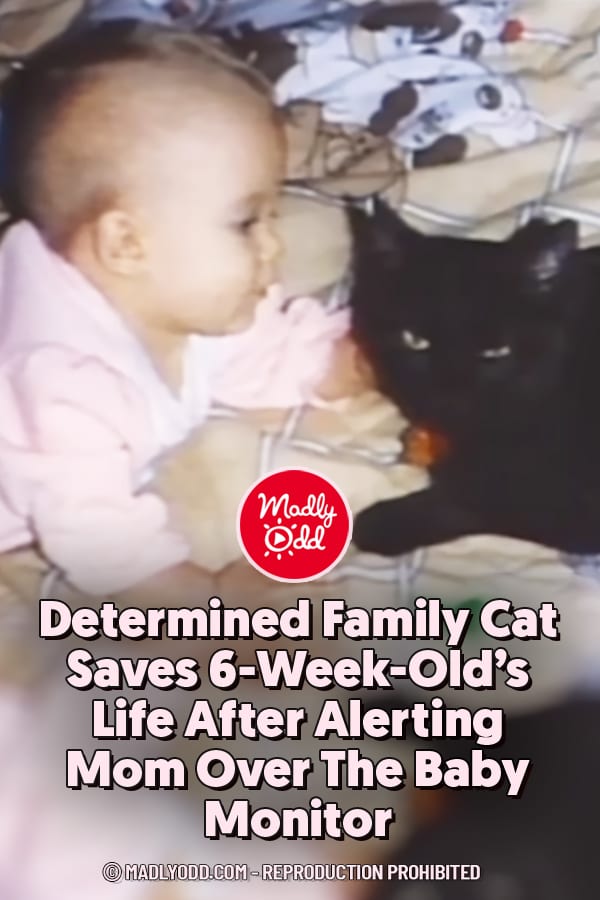 Determined Family Cat Saves 6-Week-Old’s Life After Alerting Mom Over The Baby Monitor
