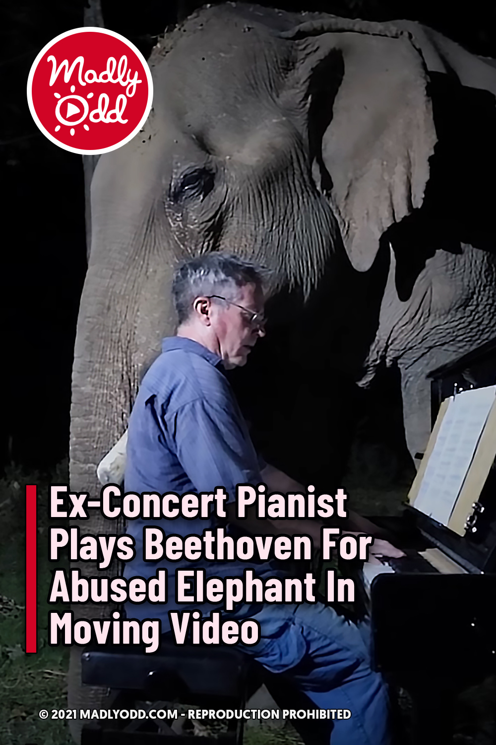 Ex-Concert Pianist Plays Beethoven For Abused Elephant In Moving Video
