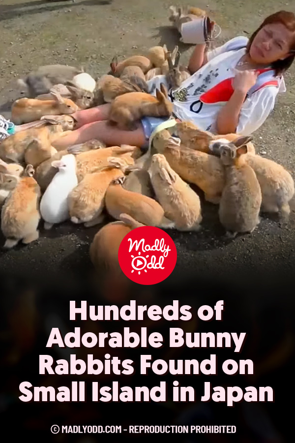 Hundreds of Adorable Bunny Rabbits Found on Small Island in Japan