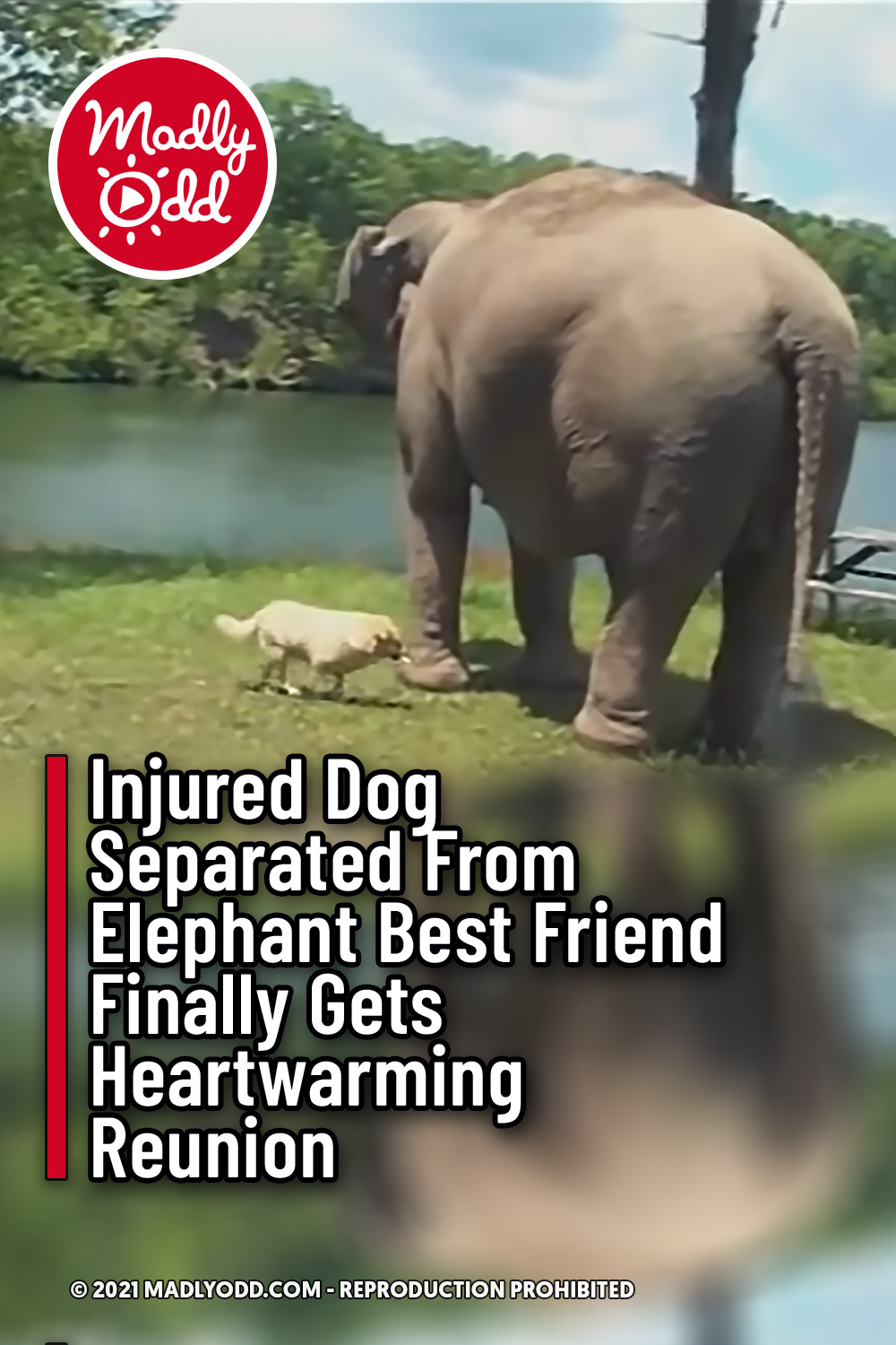Injured Dog Separated From Elephant Best Friend Finally Gets Heartwarming Reunion