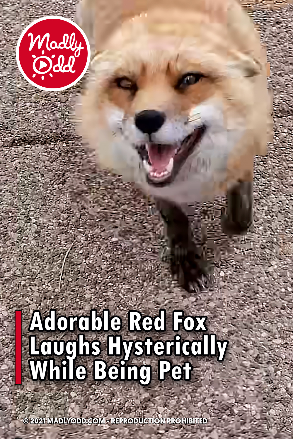 Adorable Red Fox Laughs Hysterically While Being Pet