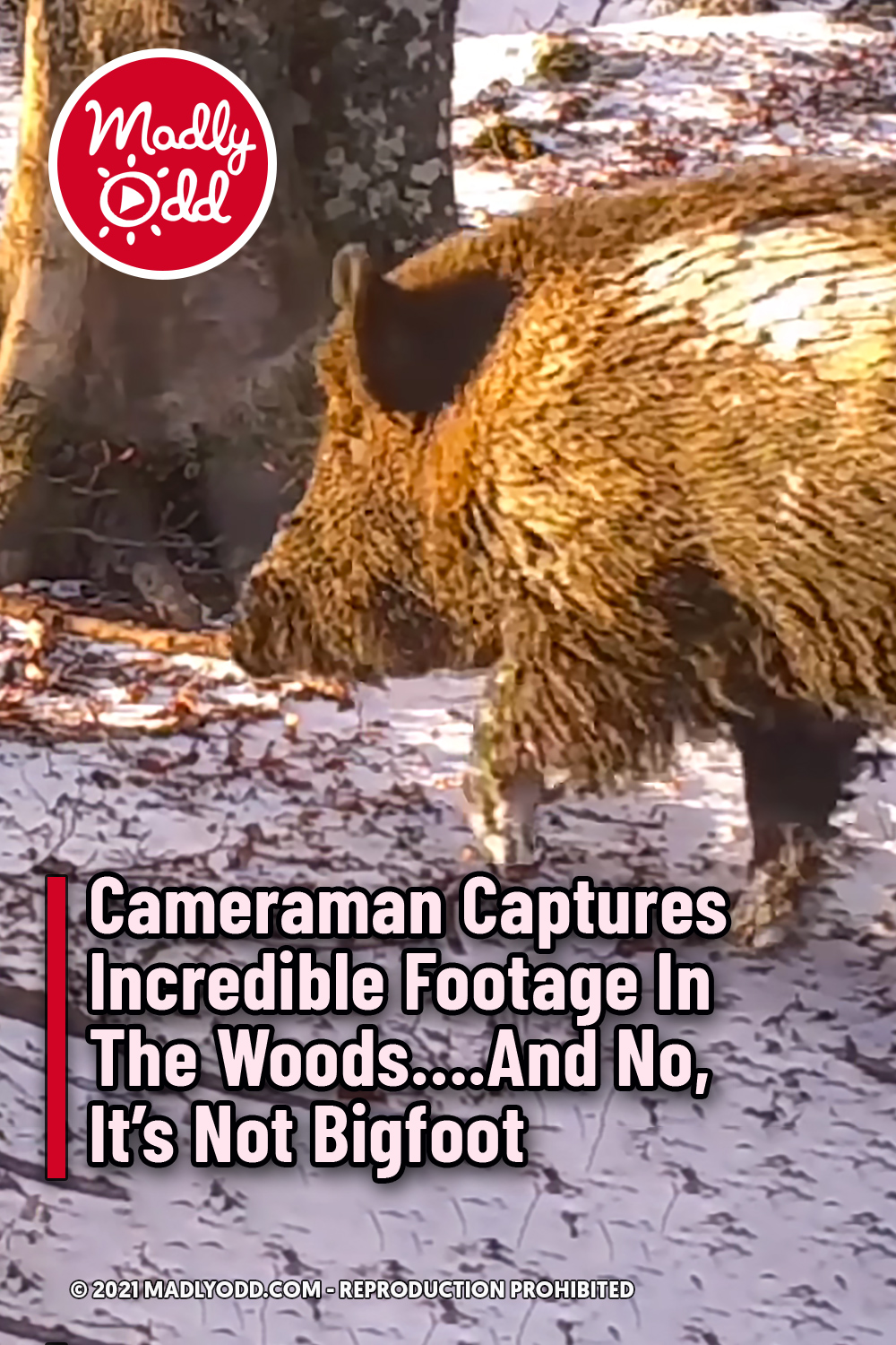 Cameraman Captures Incredible Footage In The Woods….And No, It’s Not Bigfoot