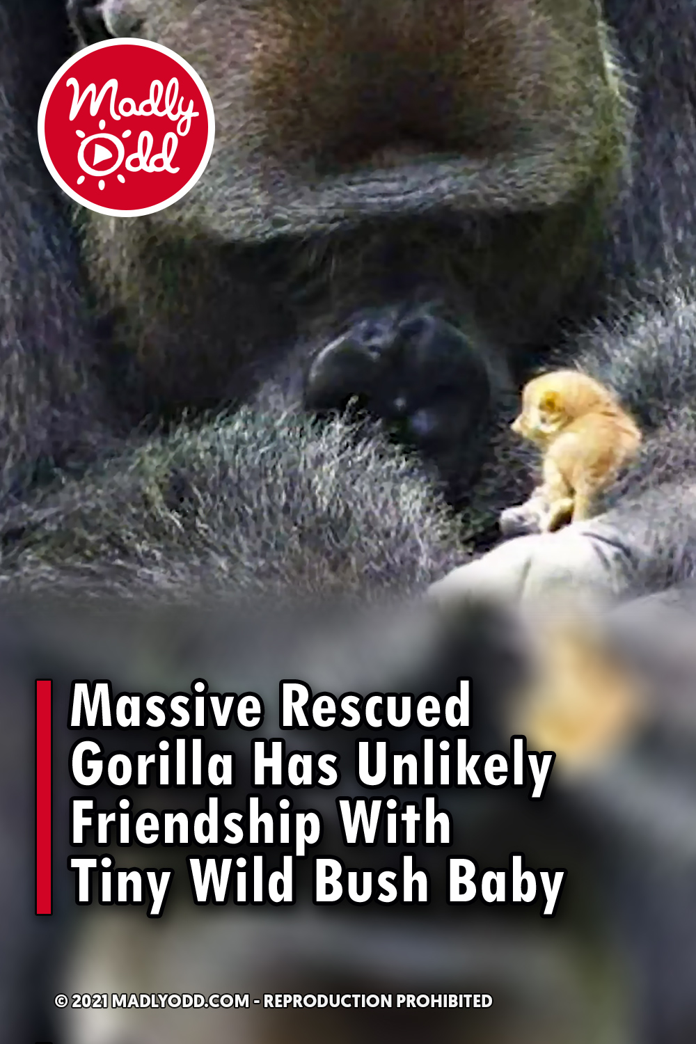Massive Rescued Gorilla Has Unlikely Friendship With Tiny Wild Bush Baby