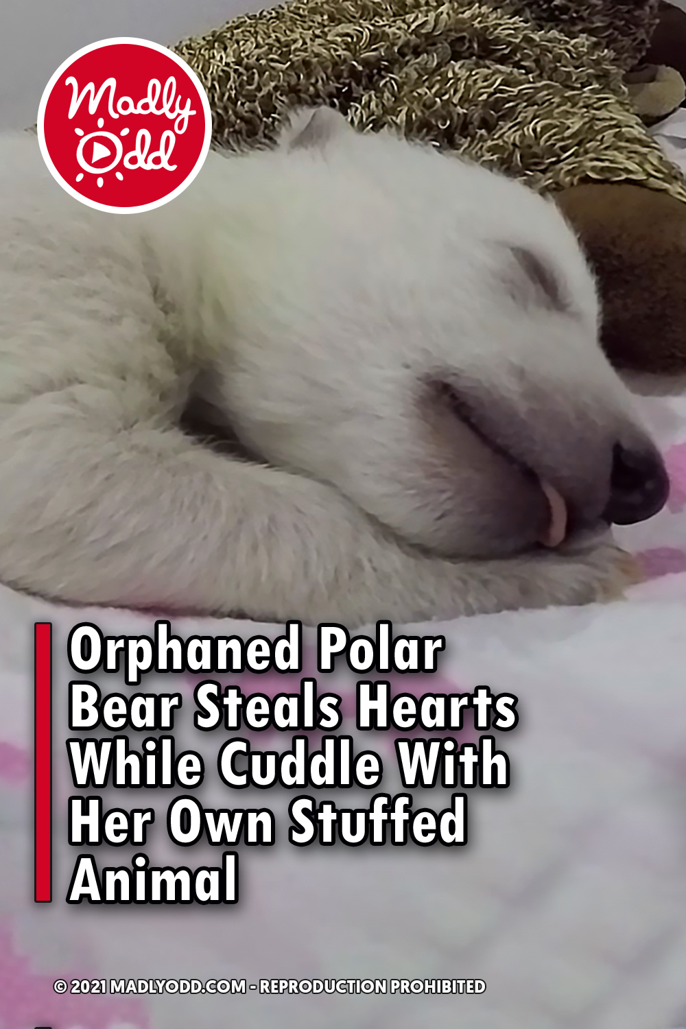 Orphaned Polar Bear Steals Hearts While Cuddle With Her Own Stuffed Animal