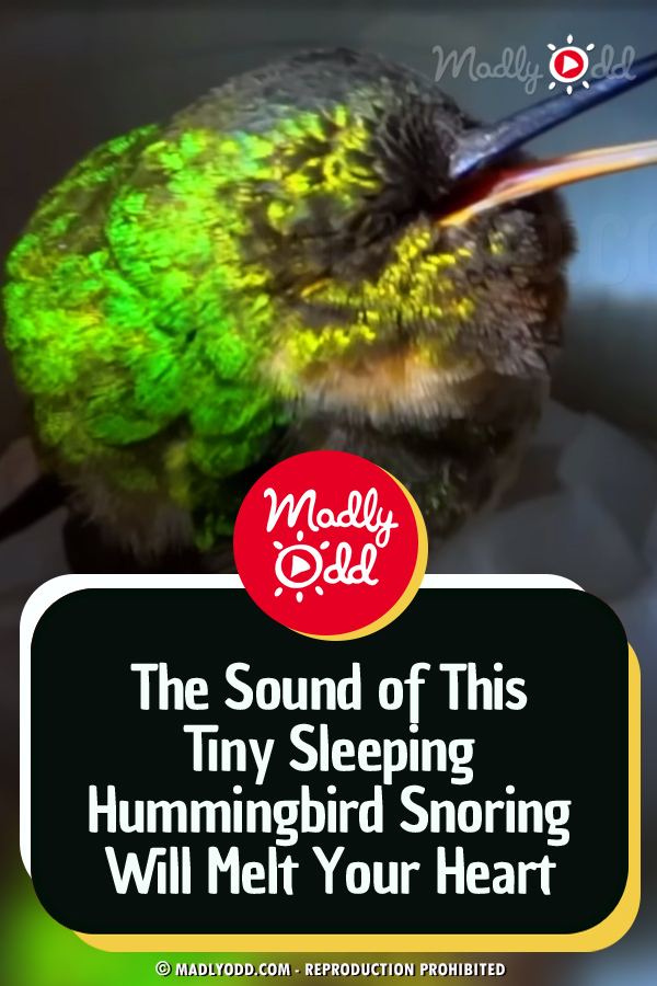 The Sound of This Tiny Sleeping Hummingbird Snoring Will Melt Your Heart