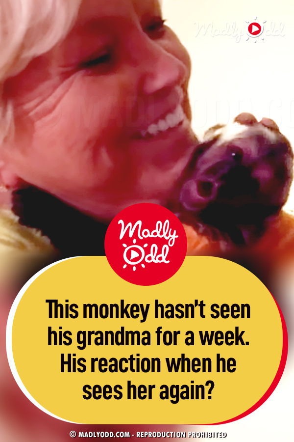 This monkey hasn’t seen his grandma for a week. His reaction when he sees her again?