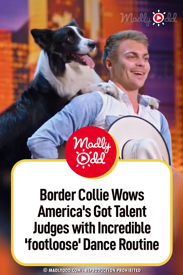 Border Collie Wows America\'s Got Talent Judges with Incredible \'Footloose\' Dance Routine