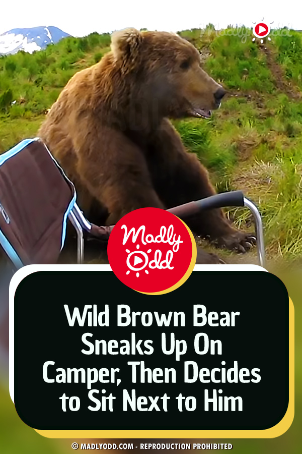 Wild Brown Bear Sneaks Up On Camper, Then Decides to Sit Next to Him