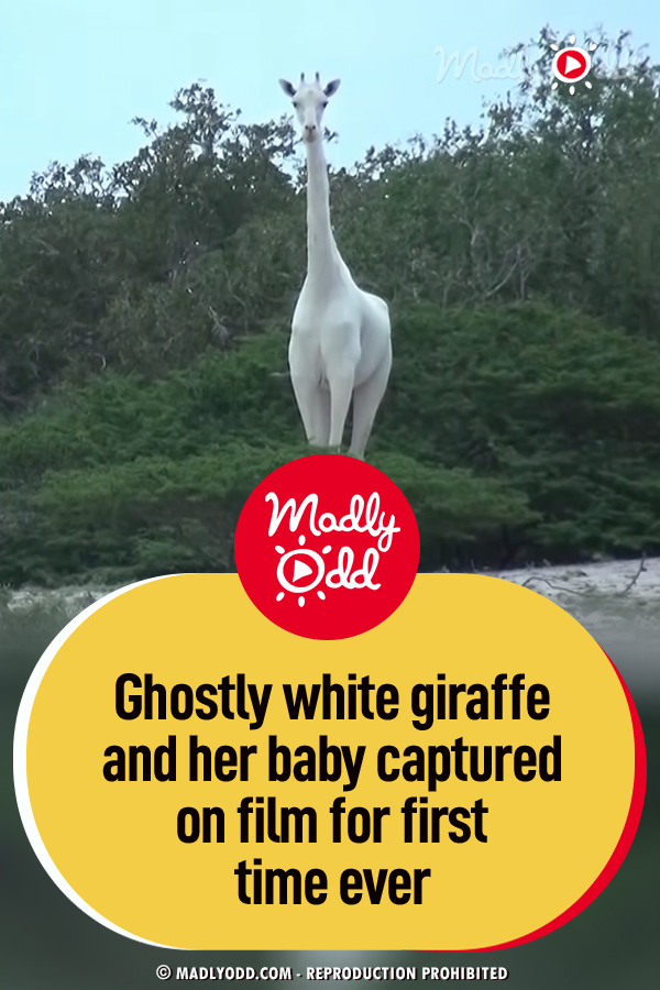 Ghostly white giraffe and her baby captured on film for first time ever