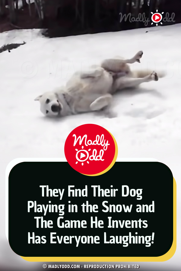 They Find Their Dog Playing in the Snow and The Game He Invents Has Everyone Laughing!