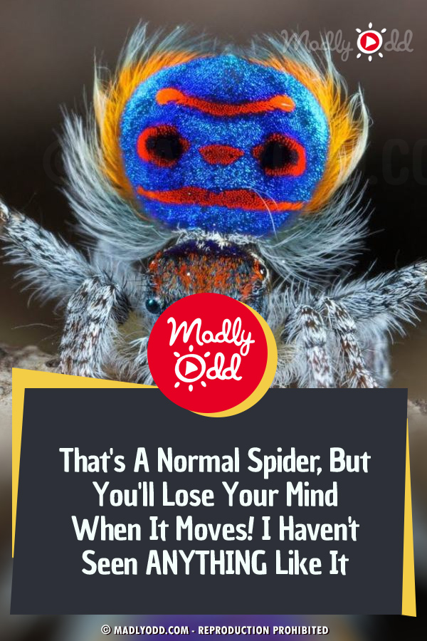That\'s A Normal Spider, But You\'ll Lose Your Mind When It Moves! I Haven\'t Seen ANYTHING Like It