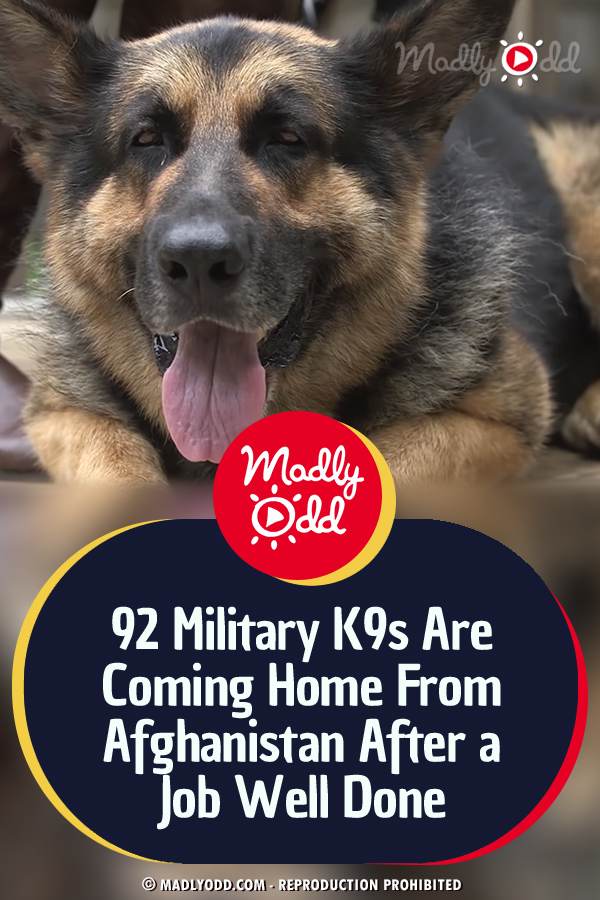 92 Military K9s Are Coming Home From Afghanistan After a Job Well Done