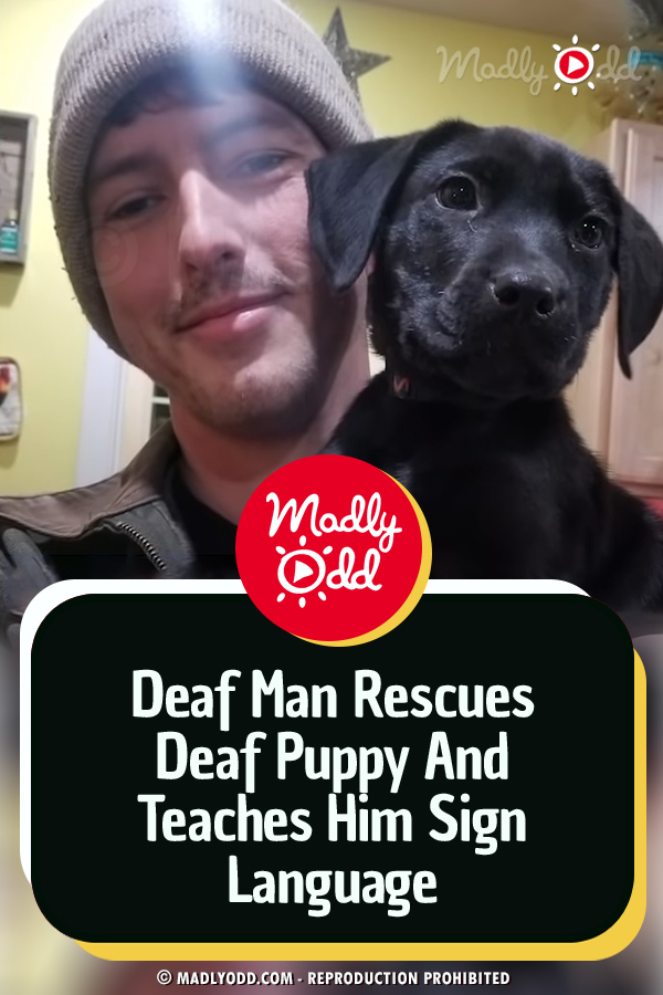 Deaf Man Rescues Deaf Puppy And Teaches Him Sign Language