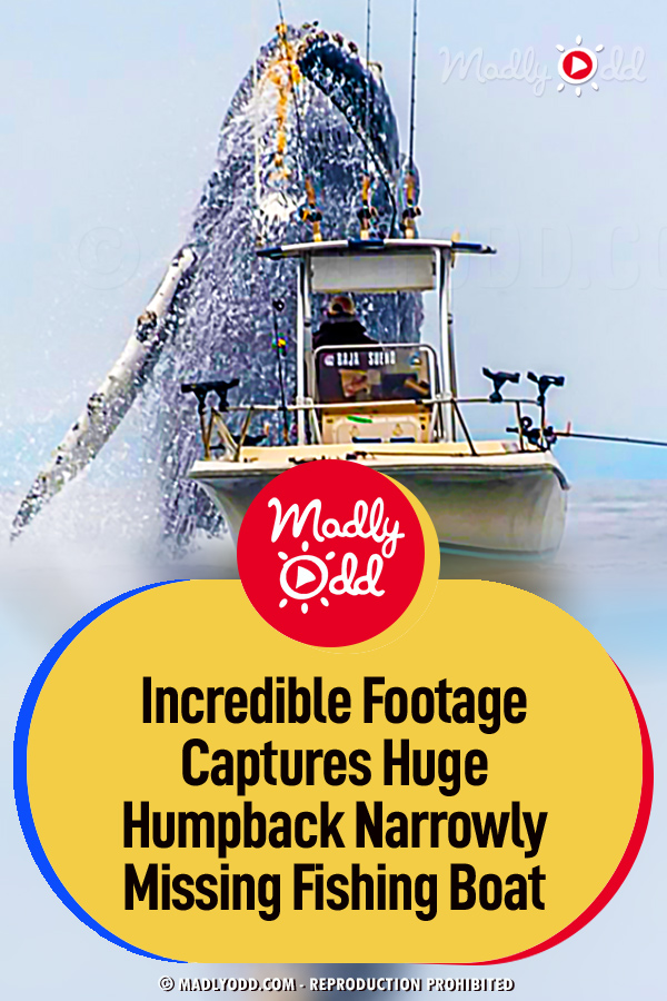 Incredible Footage Captures Huge Humpback Narrowly Missing Fishing Boat