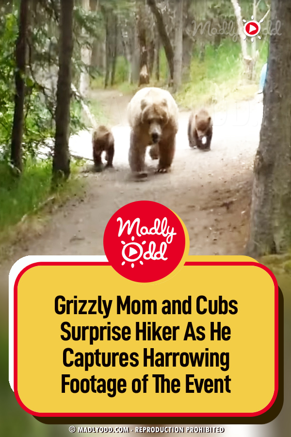 Grizzly Mom and Cubs Surprise Hiker As He Captures Harrowing Footage of The Event