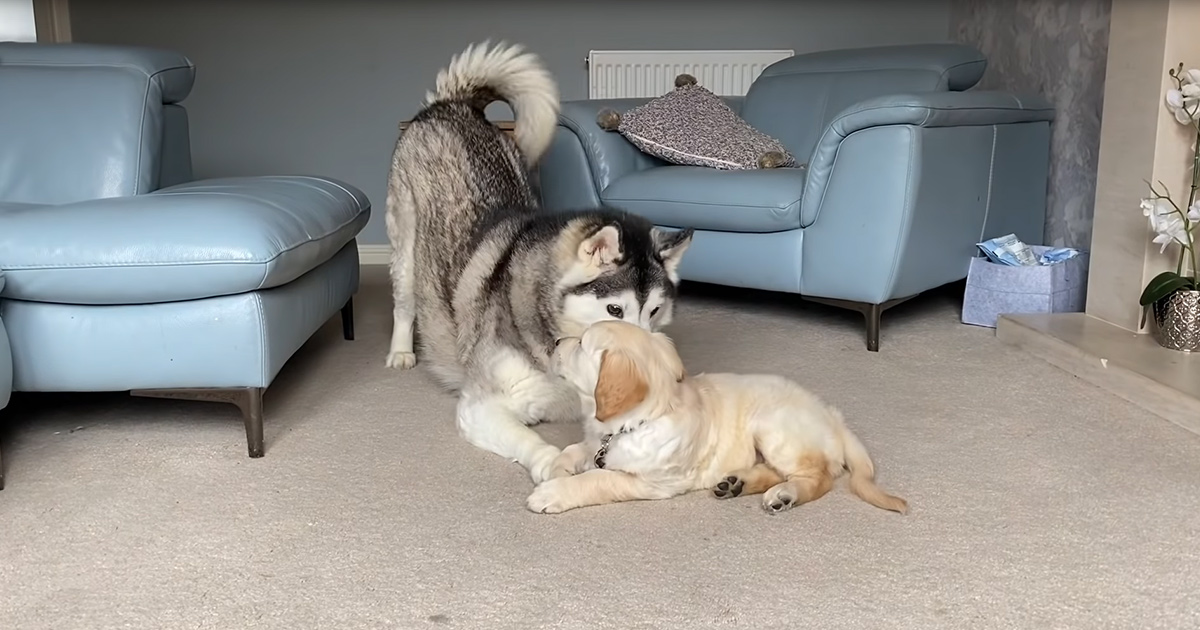 Socializing For Dogs Doesn’t Go Better Than This Adorable Meeting ...