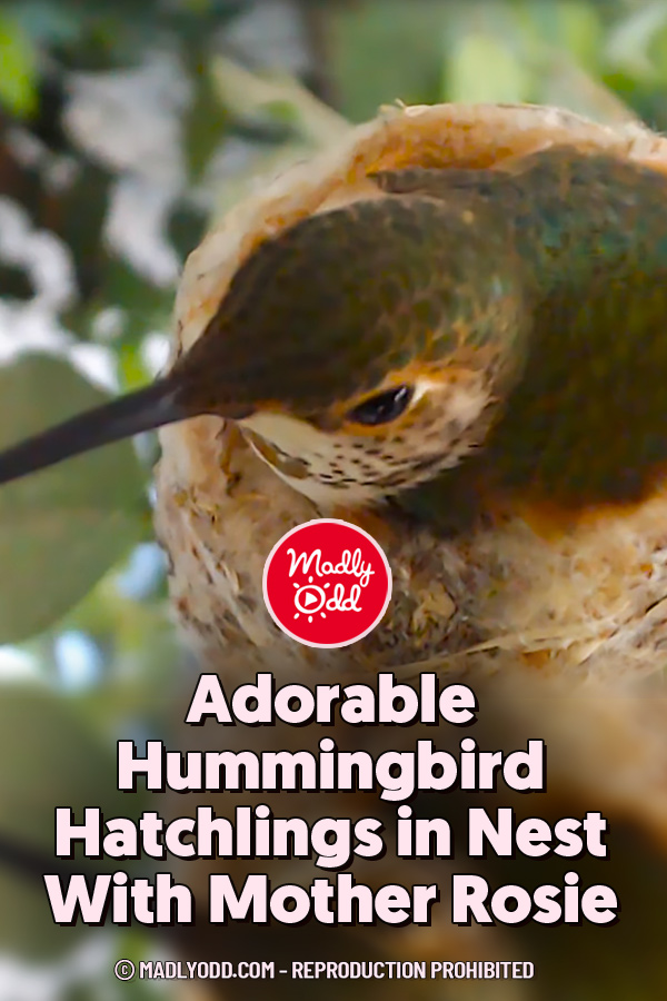 Adorable Hummingbird Hatchlings in Nest With Mother Rosie