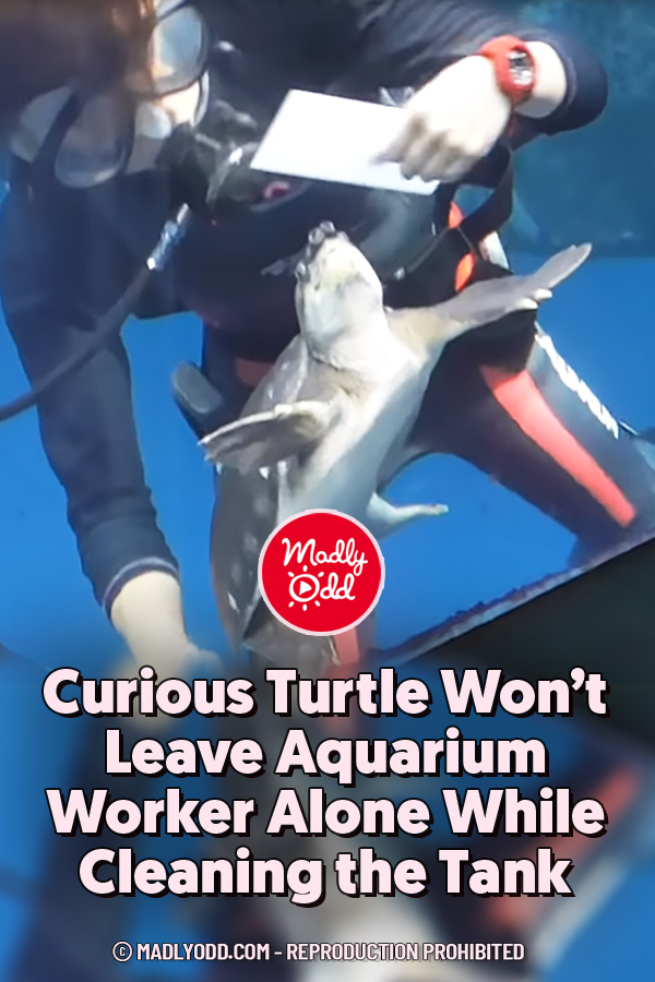 Curious Turtle Won’t Leave Aquarium Worker Alone While Cleaning the Tank