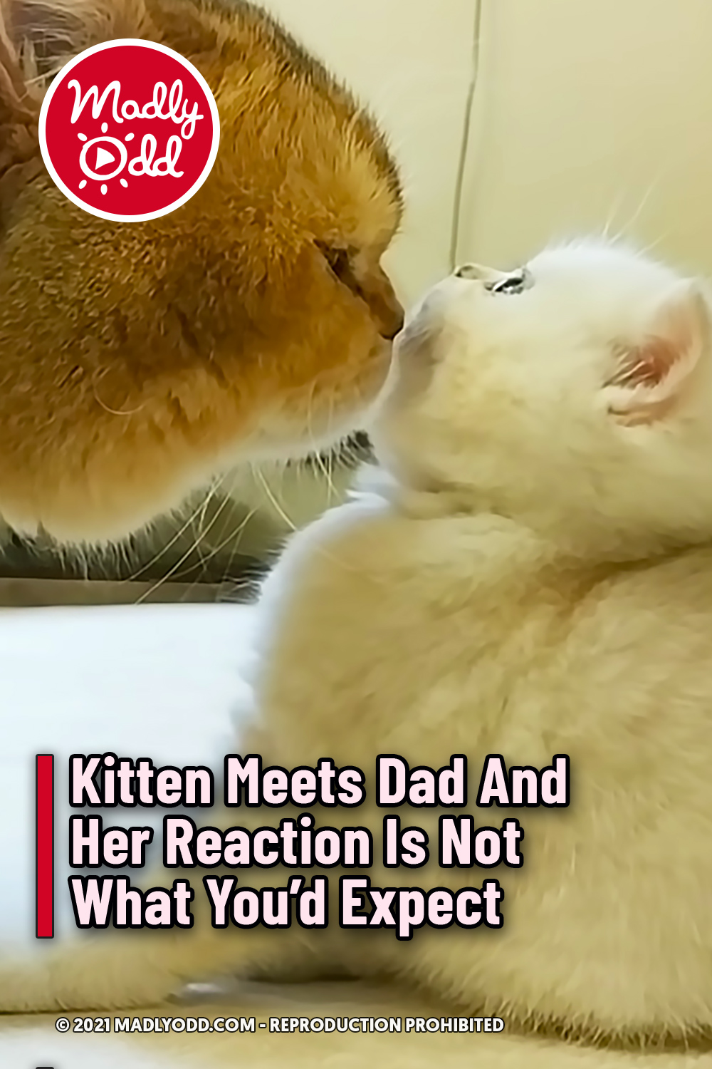 Kitten Meets Dad And Her Reaction Is Not What You’d Expect