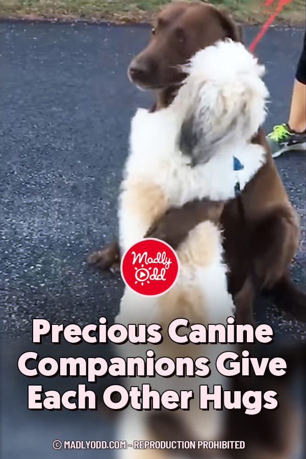 Precious Canine Companions Give Each Other Hugs