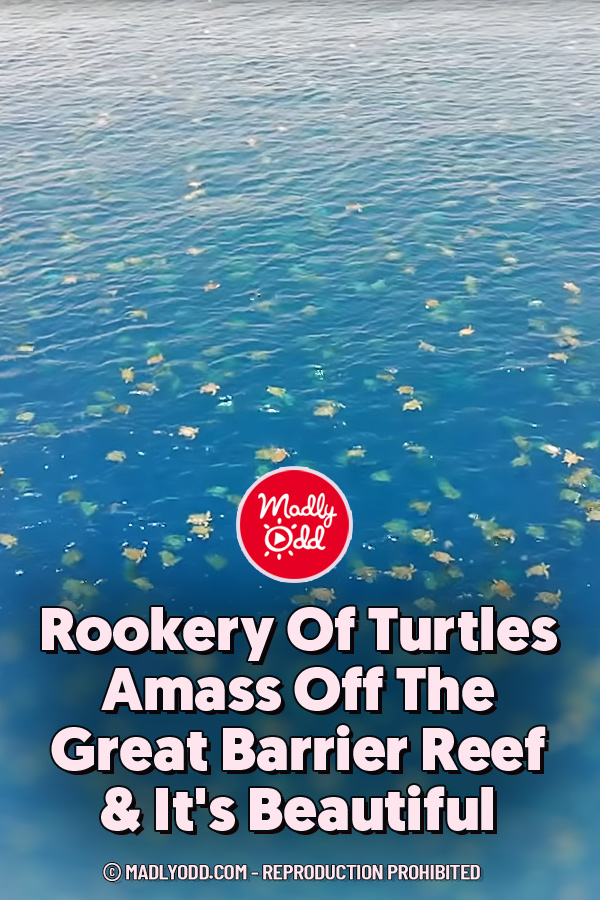 Rookery Of Turtles Amass Off The Great Barrier Reef & It\'s Beautiful