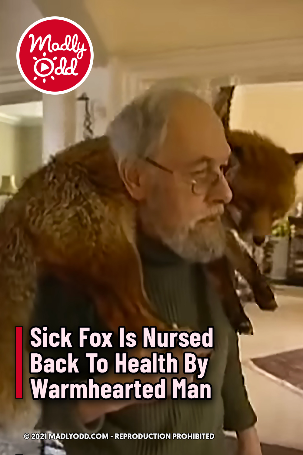 Sick Fox Is Nursed Back To Health By Warmhearted Man
