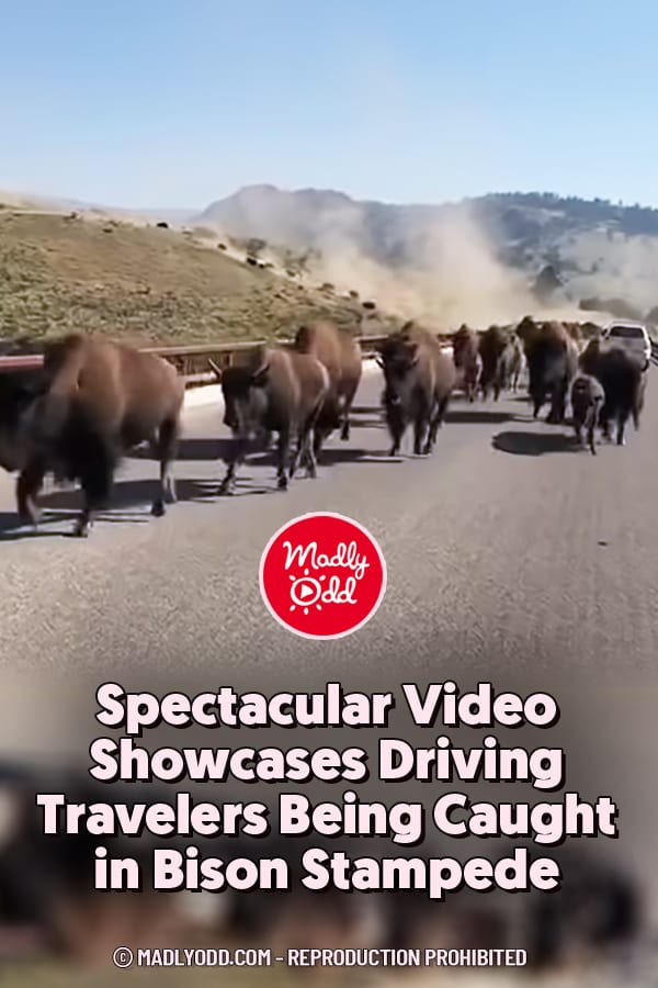 Spectacular Video Showcases Driving Travelers Being Caught in Bison Stampede