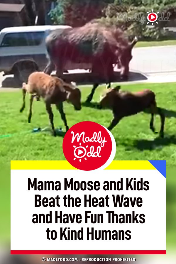 Mama Moose and Kids Beat the Heat Wave and Have Fun Thanks to Kind Humans