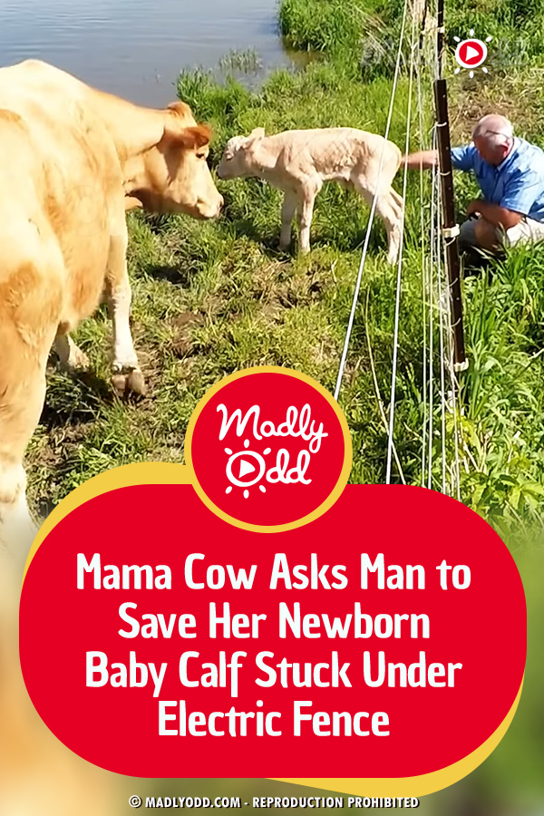 Mama Cow Asks Man to Save Her Newborn Baby Calf Stuck Under Electric Fence