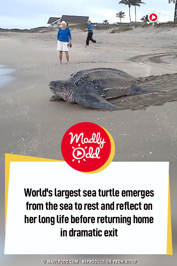World\'s largest sea turtle emerges from the sea to rest and reflect on her long life before returning home in dramatic exit