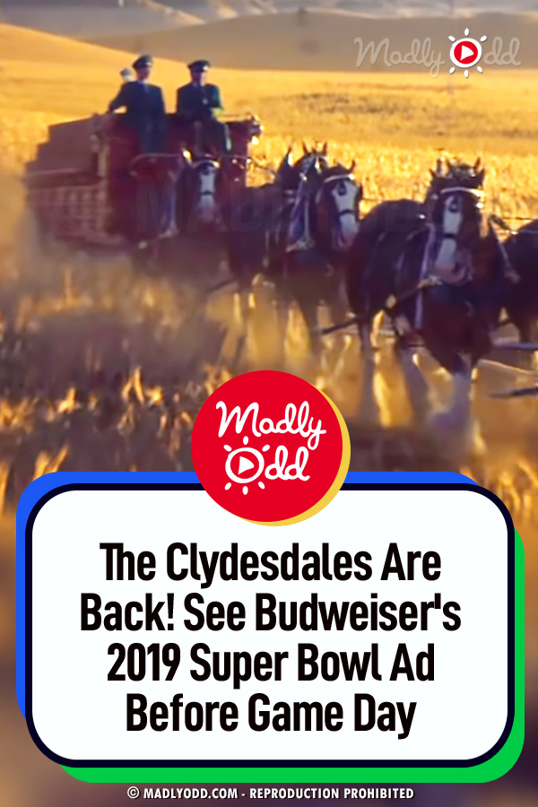 The Clydesdales Are Back! See Budweiser\'s 2019 Super Bowl Ad Before Game Day