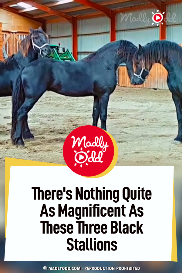 There\'s Nothing Quite As Magnificent As These Three Black Stallions