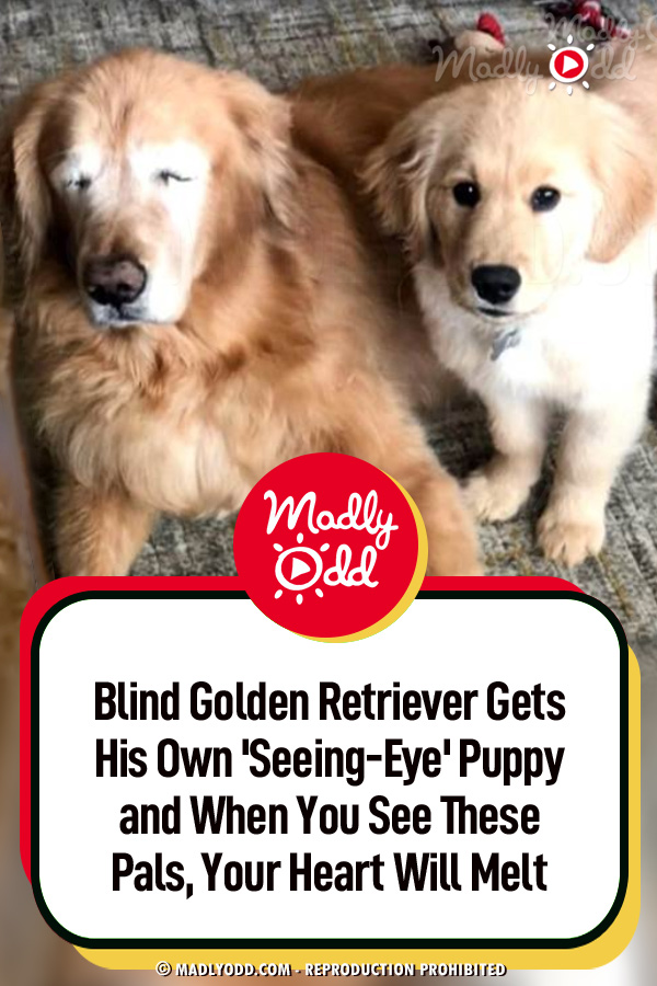 Blind Golden Retriever Gets His Own \'Seeing-Eye\' Puppy and When You See These Pals, Your Heart Will Melt