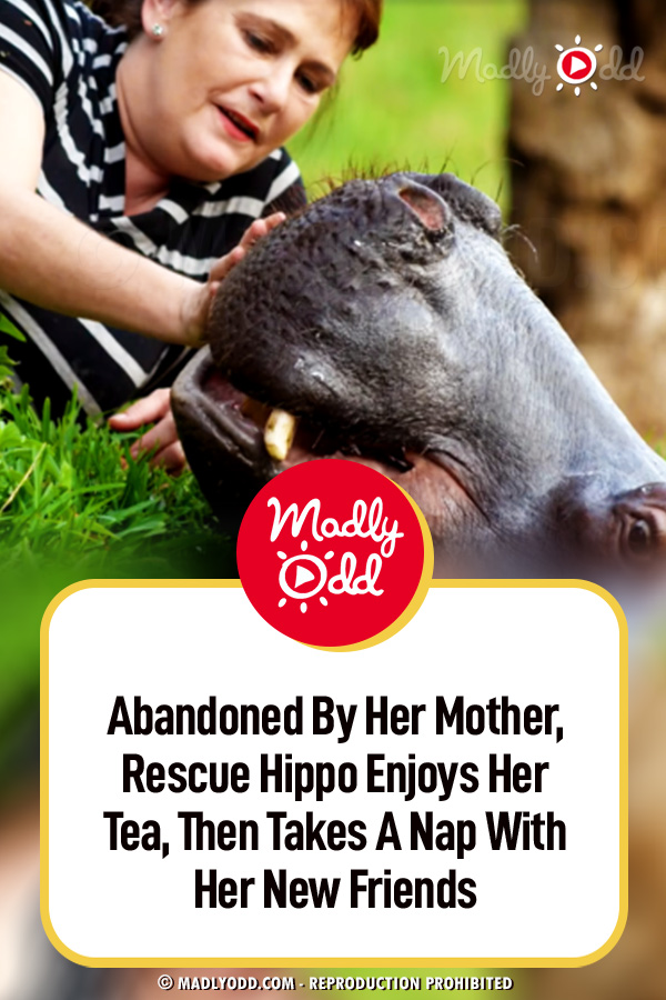 Abandoned By Her Mother, Rescue Hippo Enjoys Her Tea, Then Takes A Nap With Her New Friends