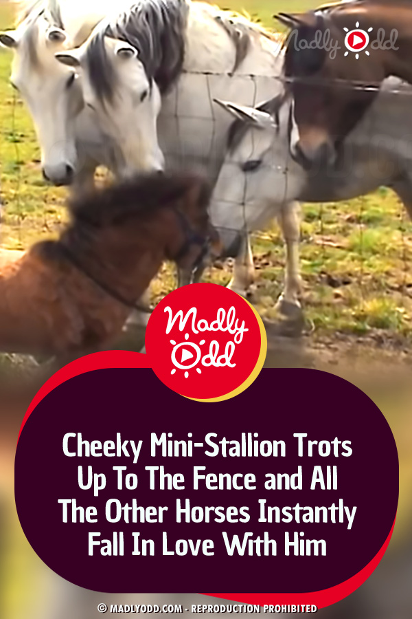 Cheeky Mini-Stallion Trots Up To The Fence and All The Other Horses Instantly Fall In Love With Him