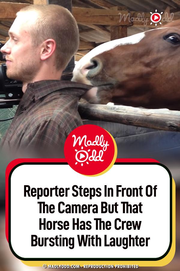 Reporter Steps In Front Of The Camera But That Horse Has The Crew Bursting With Laughter