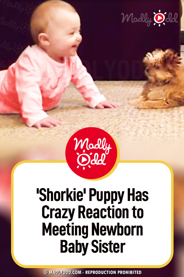 \'Shorkie\' Puppy Has Crazy Reaction to Meeting Newborn Baby Sister — and It\'s Mutual!