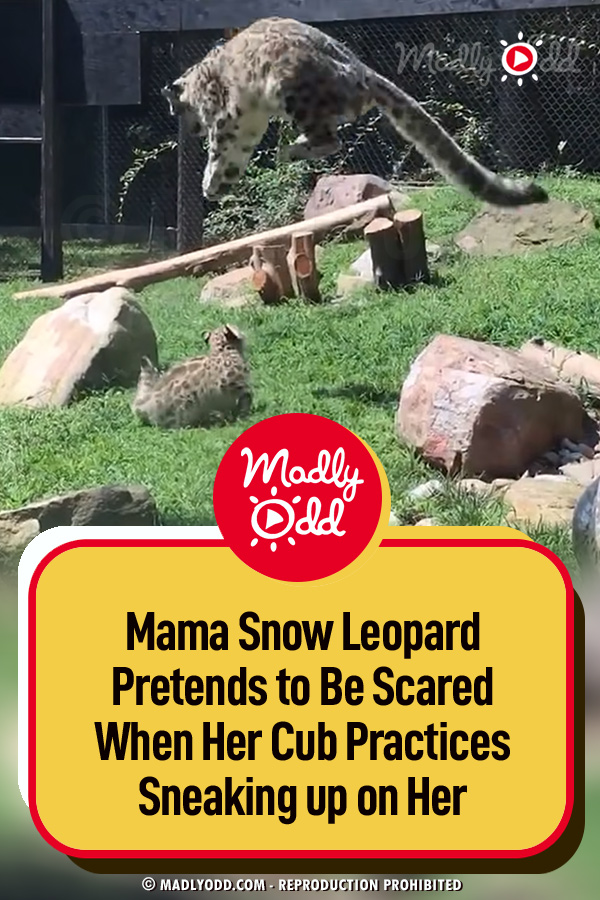 Mama Snow Leopard Pretends to Be Scared When Her Cub Practices Sneaking up on Her