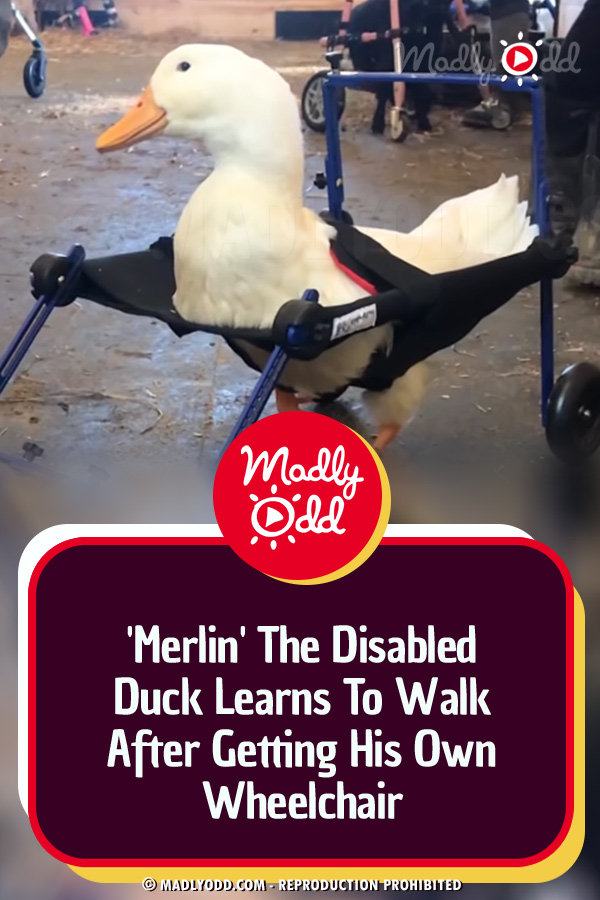 \'Merlin\' The Disabled Duck Learns To Walk After Getting His Own Wheelchair