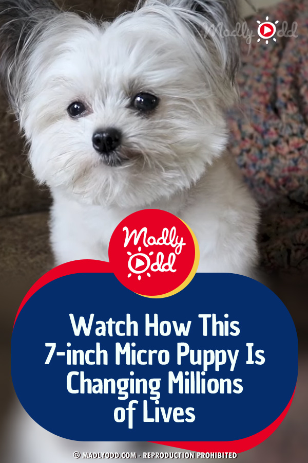 Watch How This 7-inch Micro Puppy Is Changing Millions of Lives