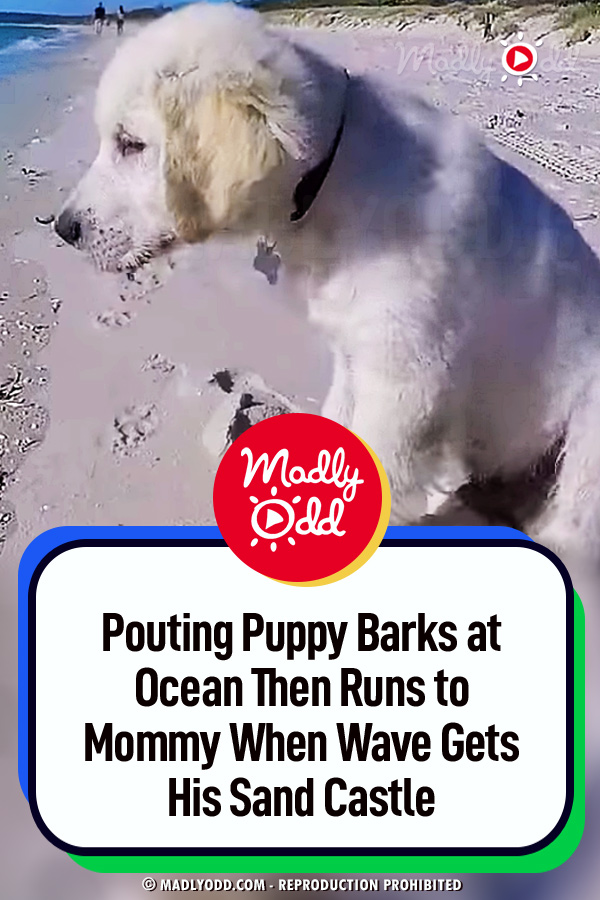Pouting Puppy Barks at Ocean Then Runs to Mommy When Wave Gets His Sand Castle