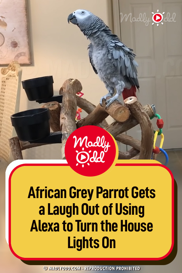 African Grey Parrot Gets a Laugh Out of Using Alexa to Turn the House Lights On