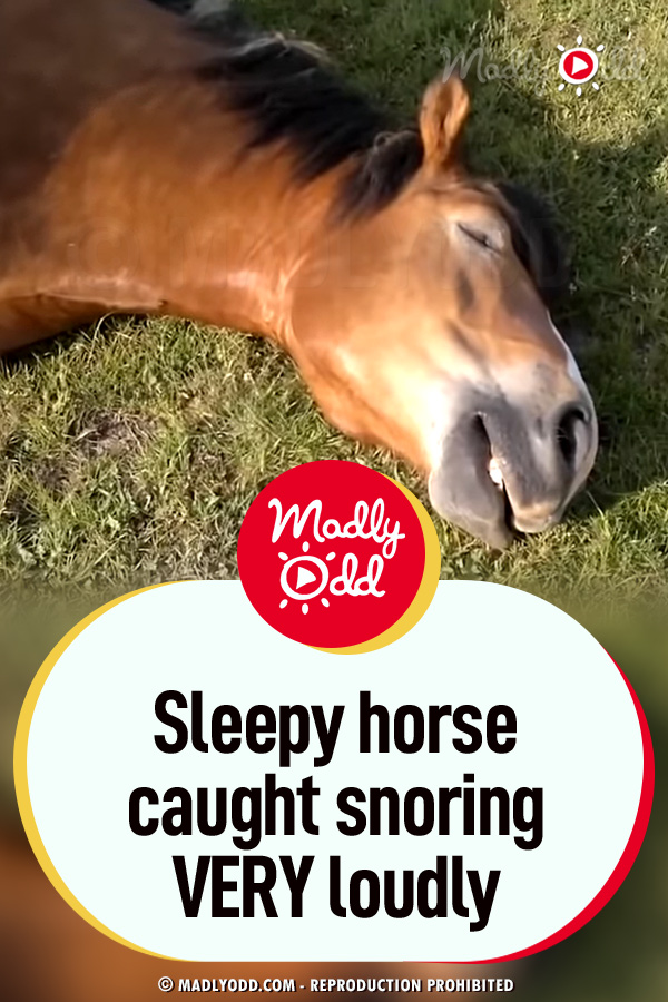 Sleepy Horse Caught Snoring Very Loudly