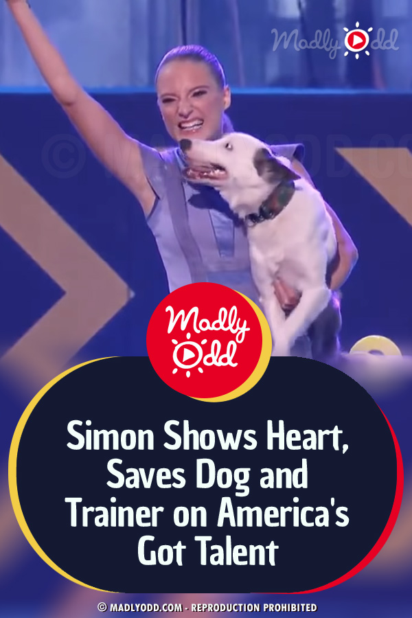 Simon Shows Heart, Saves Dog and Trainer on America\'s Got Talent