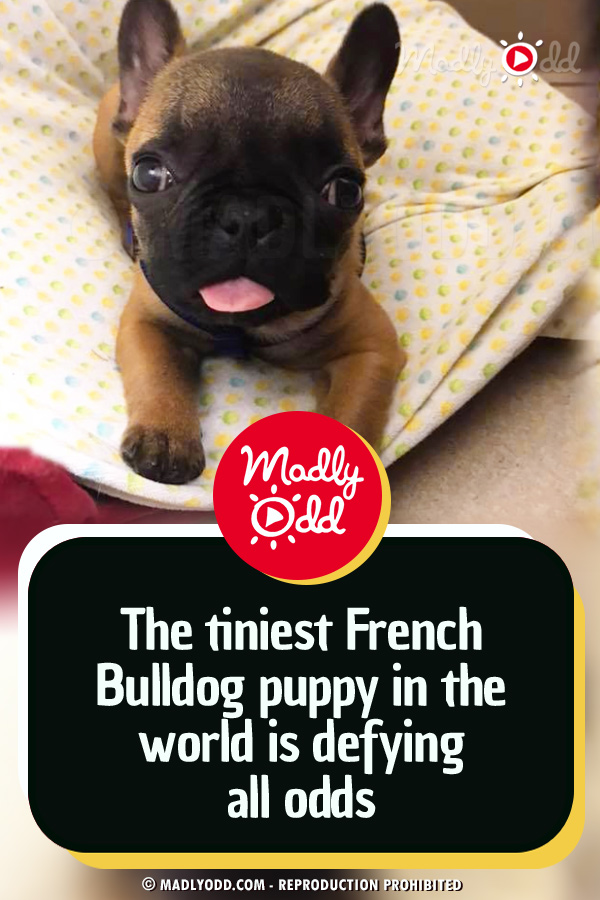 The tiniest French Bulldog puppy in the world is defying all odds