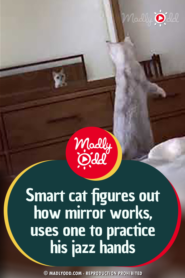 Smart Cat Figures Out How Mirror Works, Uses One to Practice His Jazz Hands