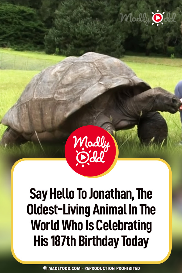 Say Hello To Jonathan, The Oldest-Living Animal In The World Who Is Celebrating His 187th Birthday Today