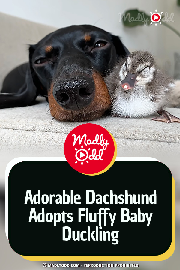 Adorable Dachshund Adopts Fluffy Baby Duckling